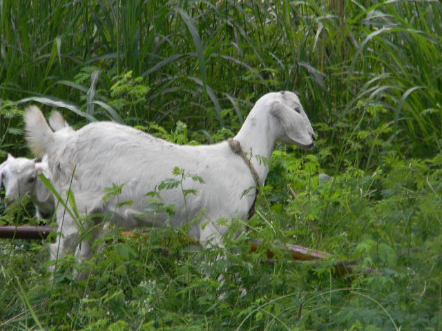 Fodder Cultivation near by shed